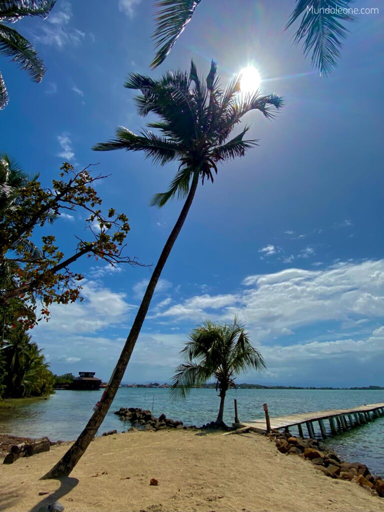 Tips & tricks Panama, palm at isla Carenero