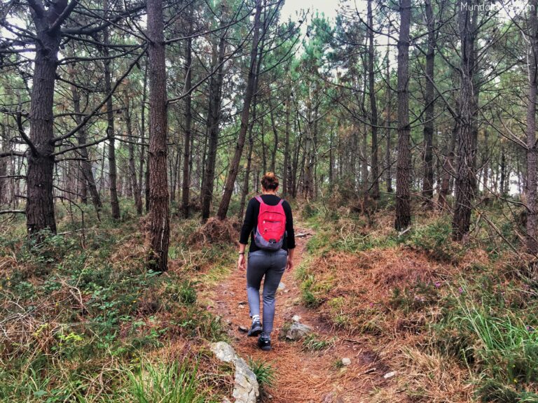 Forest near Crozon, Brittany