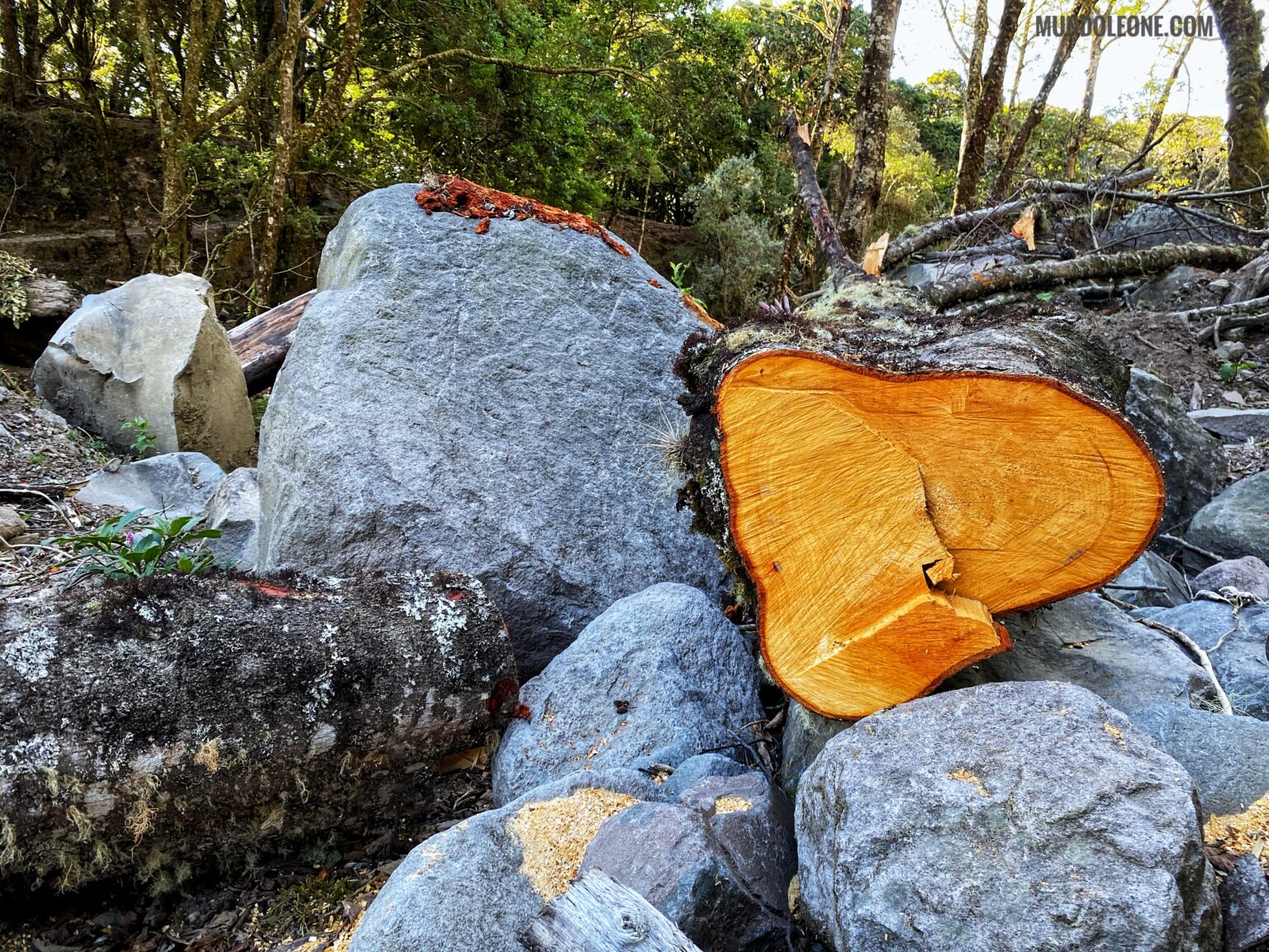 Volcano Barú hike guide, wood