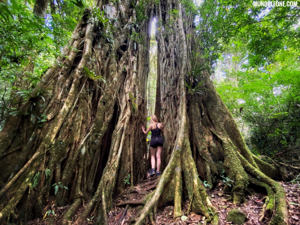 Valle de La Mina guide, hike to the Tree of Life