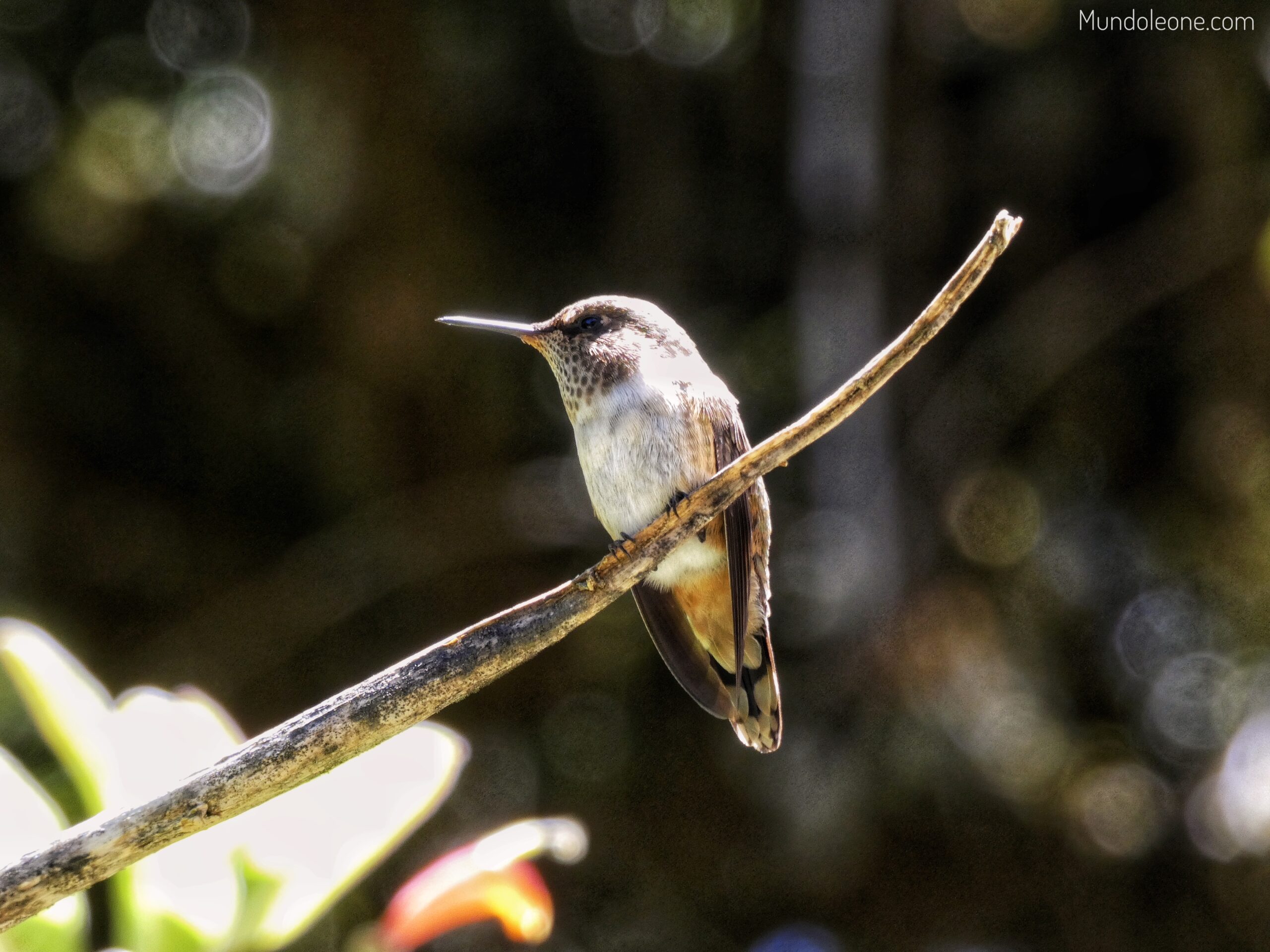 Valle de La Mina guide, hummingbird