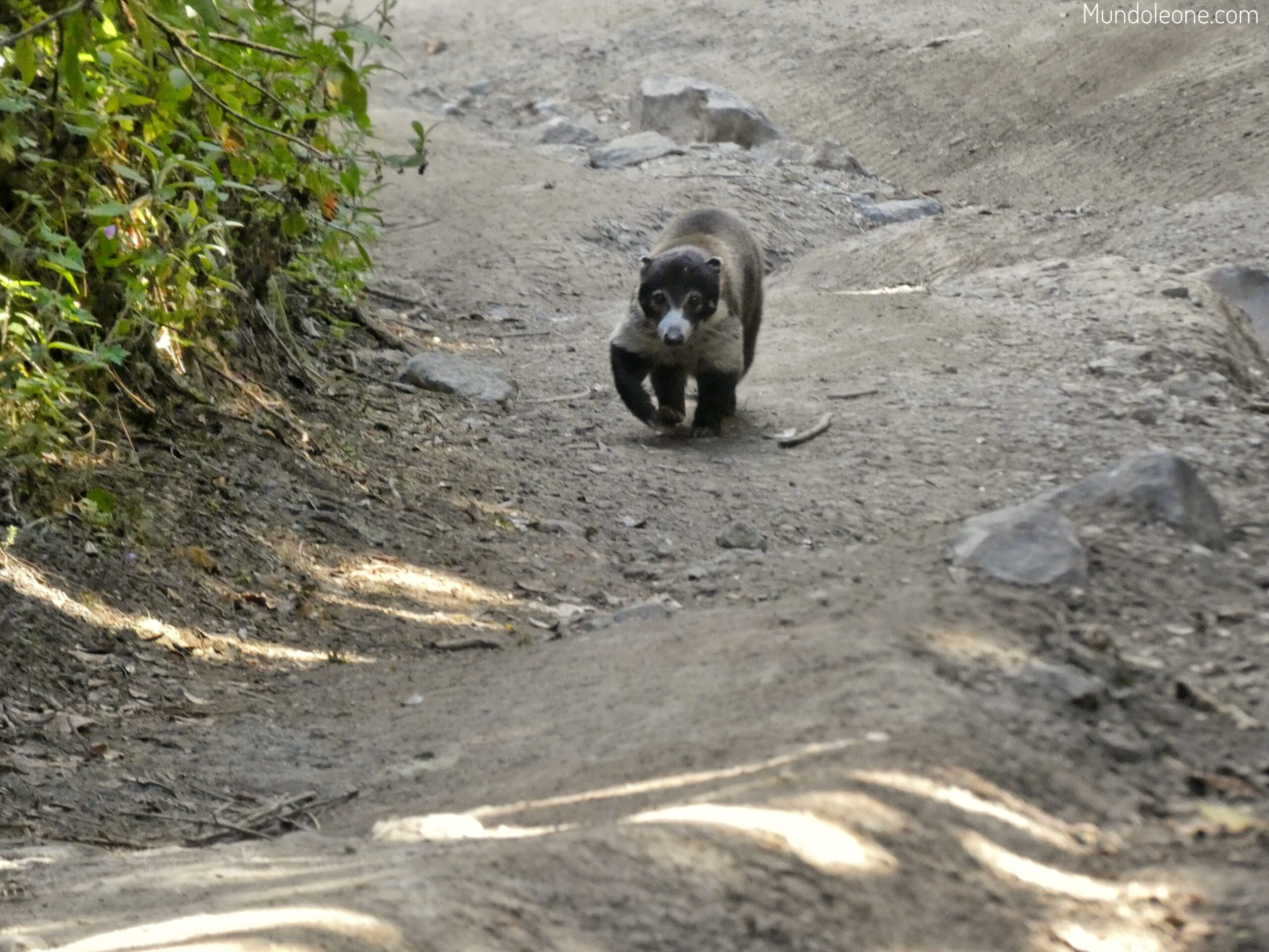Volcano Barú hike guide, badger