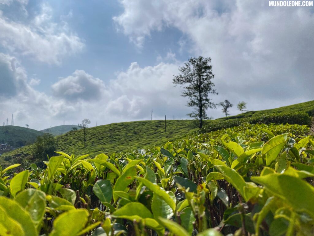 Thekkady & Periyar National Park, Tea Plantations in Munnar
