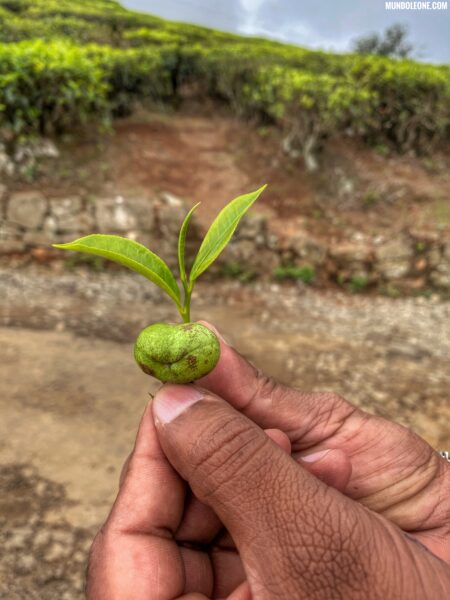 Thekkady & Periyar National Park, Tea Plantations in Munnar, tea leaves