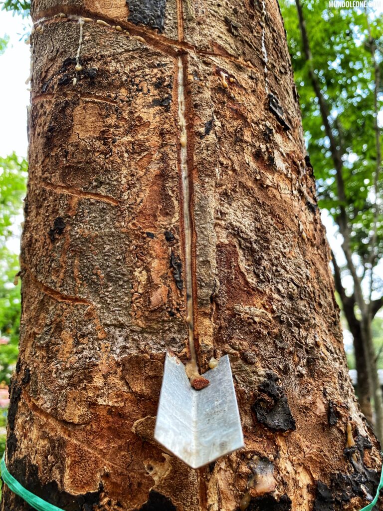 Thekkady & Periyar National Park, Rubber Tree Munnar