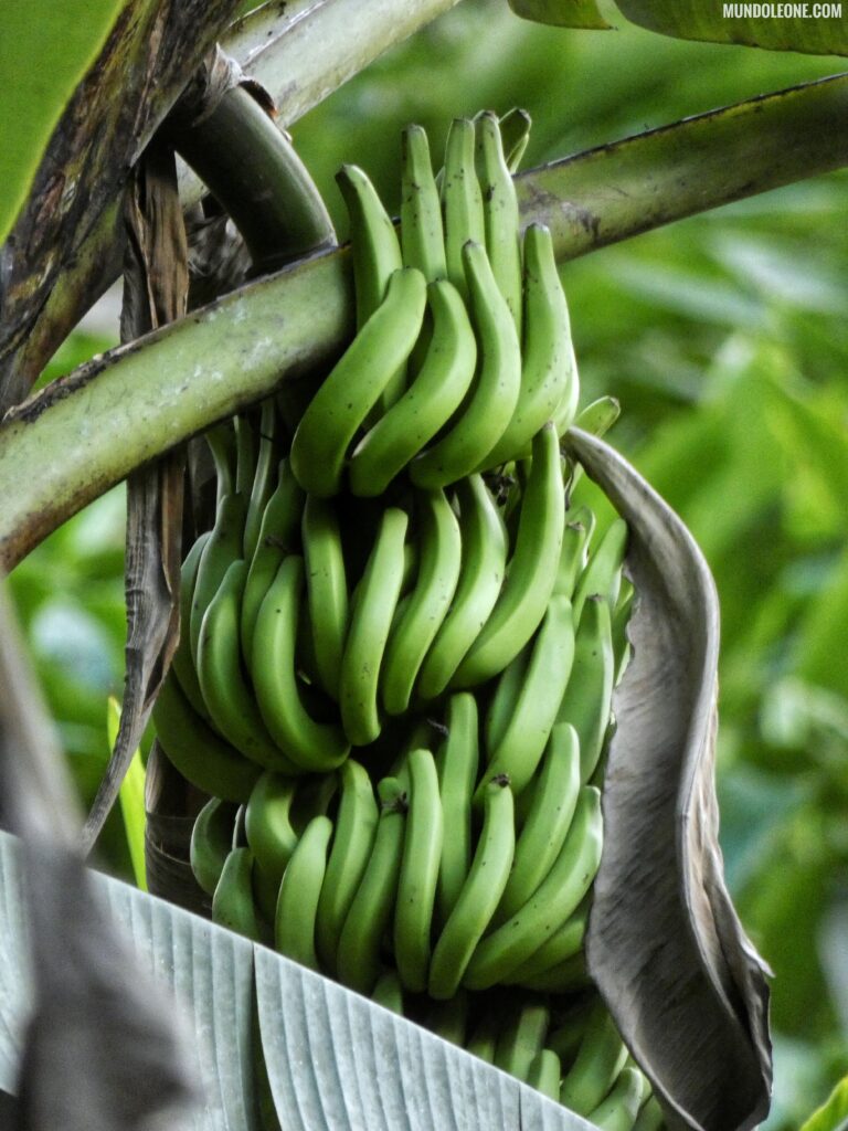 Thekkady & Periyar National Park, Green Land Spice Garden, banana's