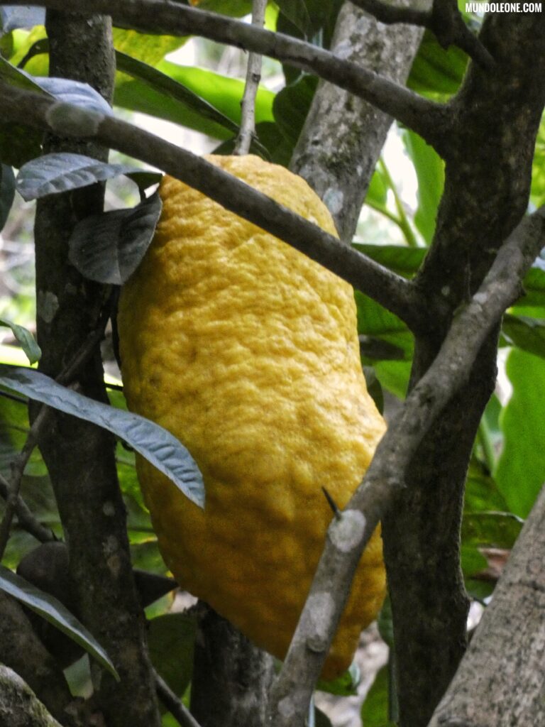 Thekkady & Periyar National Park, Green Land Spice Garden, big lemon