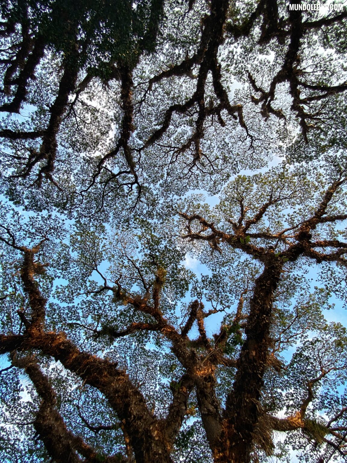 Kerala online travel guide, Fort Kochi, beautiful tree