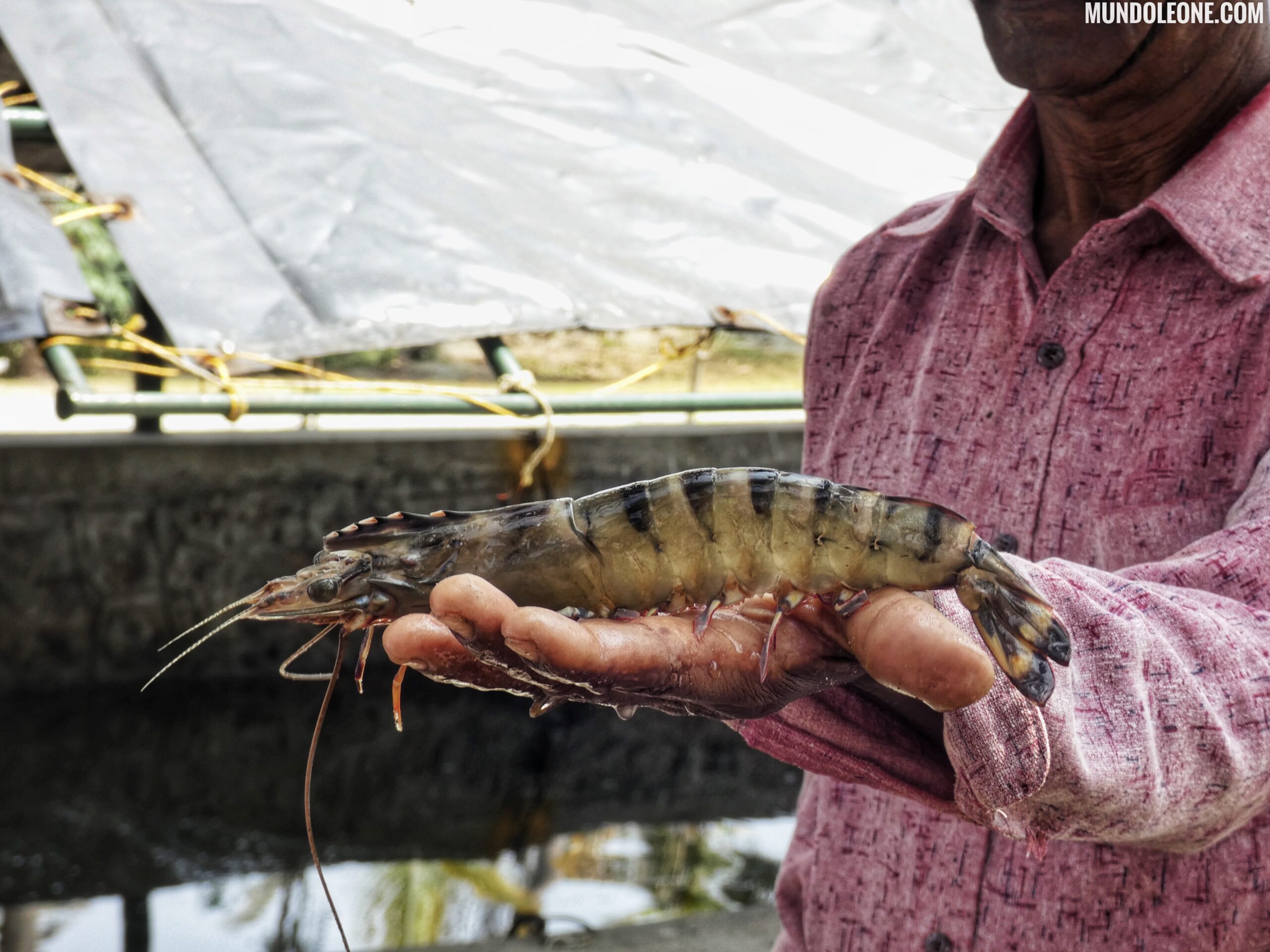 Kerala online travel guide, traditional village Kochi, man with shrimp