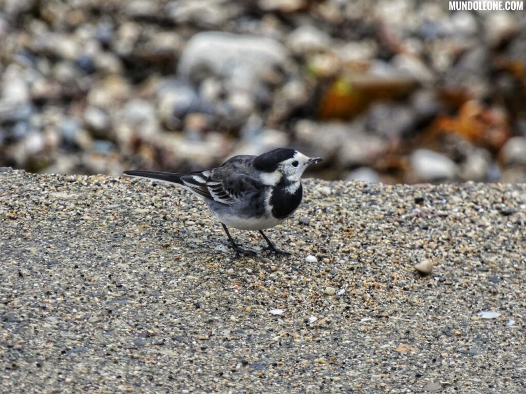 Dublin online travel guide, Howth bird