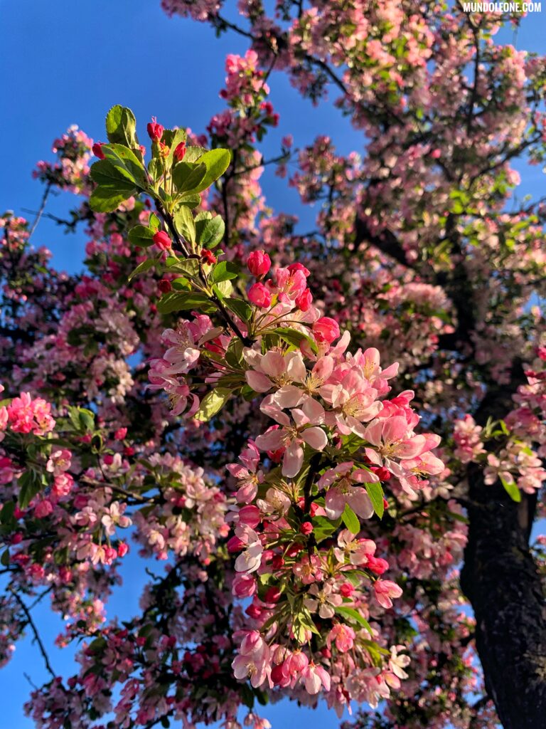 Springtime in the Netherlands - pink blossom