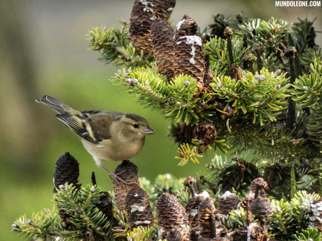 Springtime in the Netherlands - bird in tree