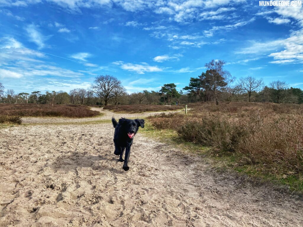 Springtime in the Netherlands - heath with dog