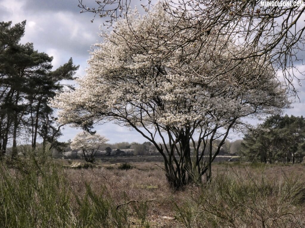 Springtime in the Netherlands - heath, blossom tree