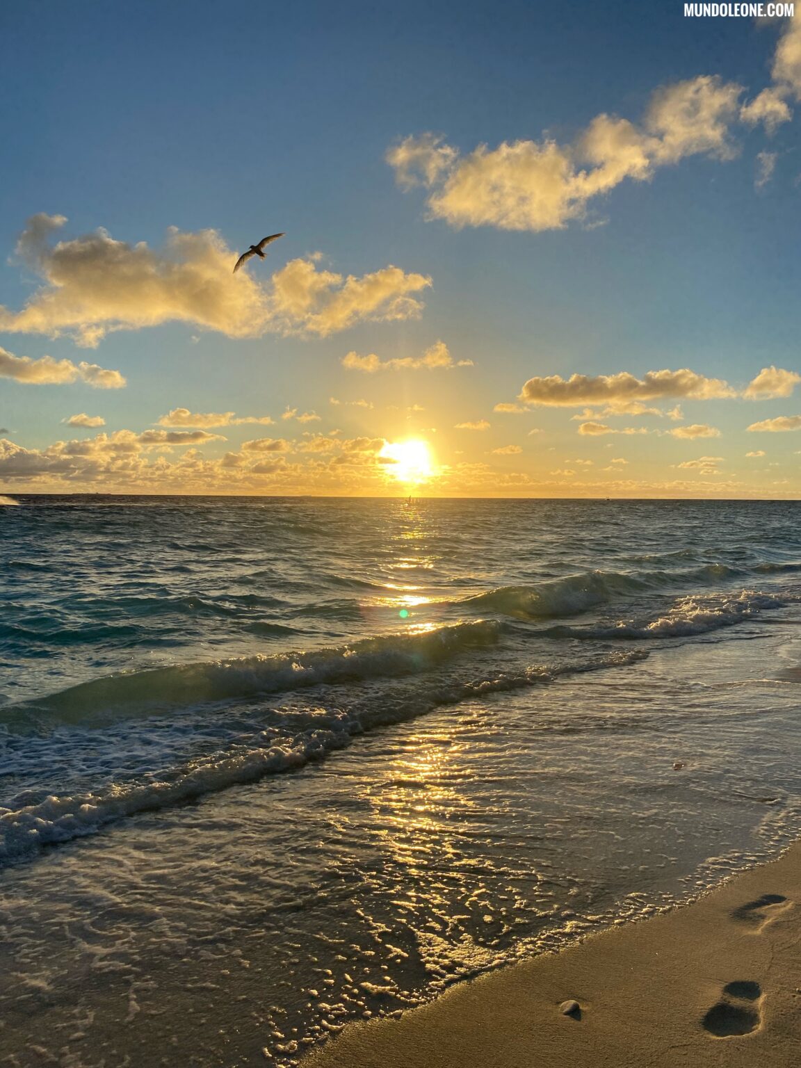 Ukulhas travel & budget guide, Maldives, bird. sunset, sea