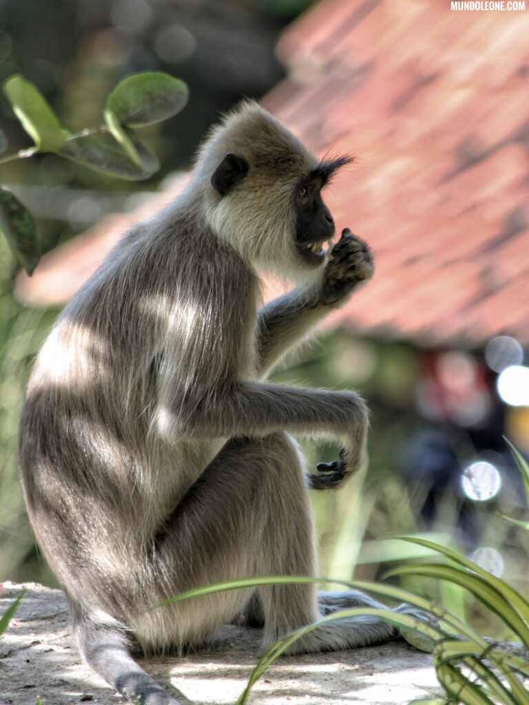 Ceylon Monkey, garden, Hiriketiya, Sri Lanka south coast